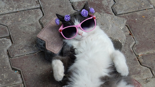 kitten with sunglasses